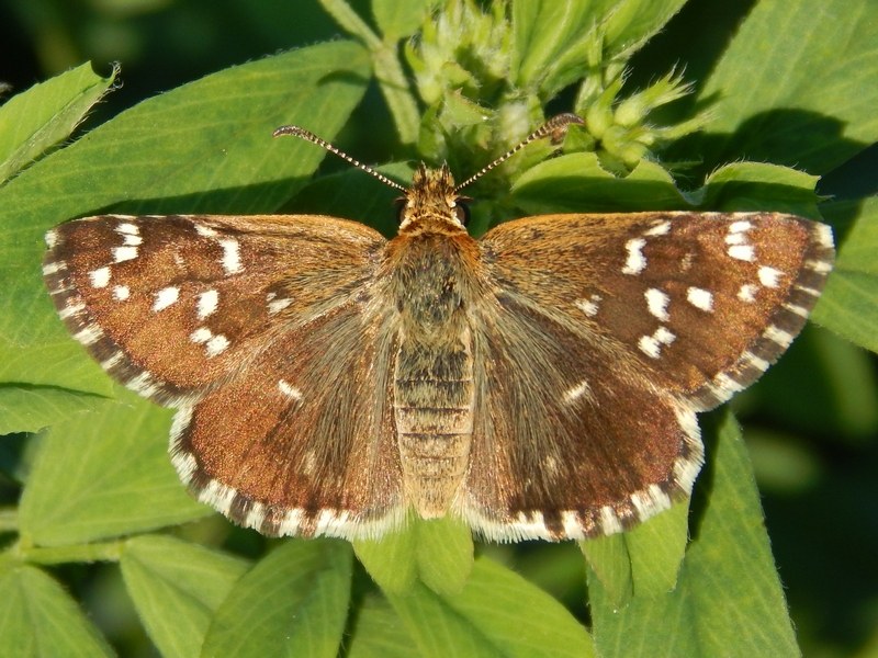 Pyrgus malvoides